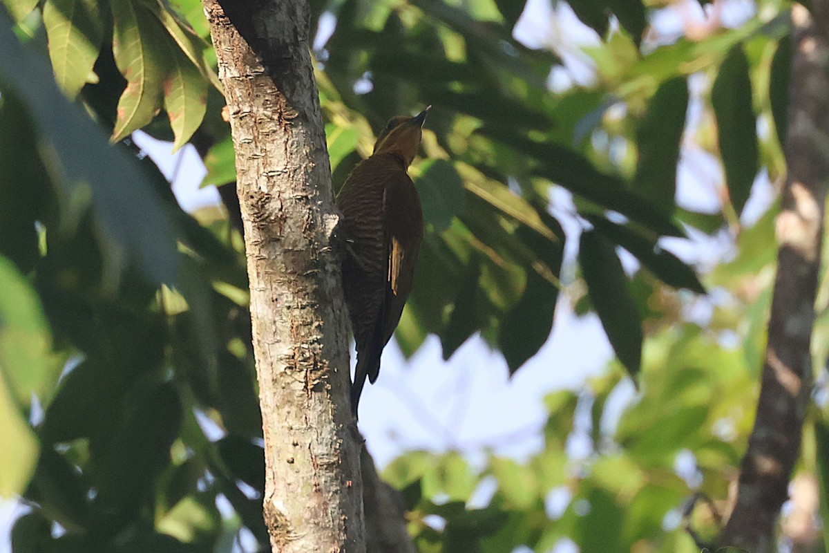 モリゲラ - ML644490438