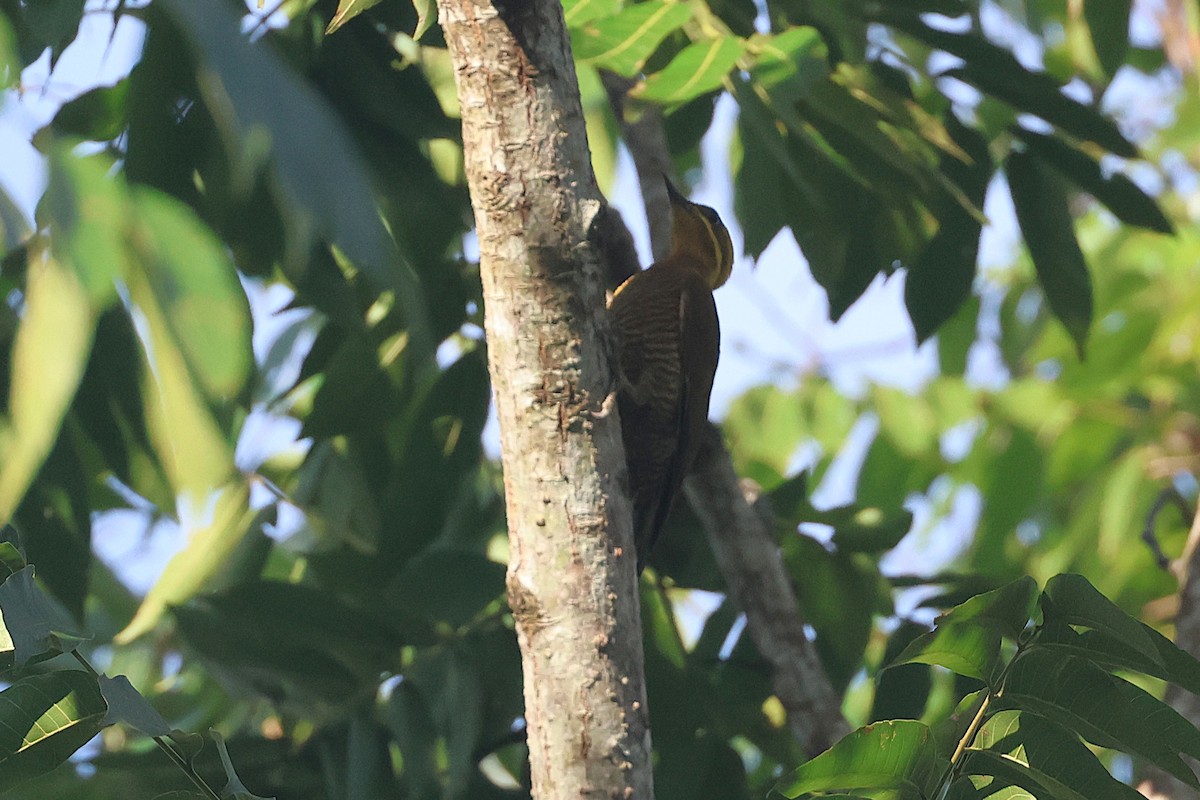 モリゲラ - ML644490439