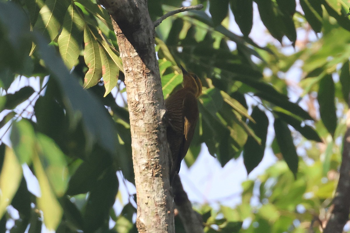 モリゲラ - ML644490440