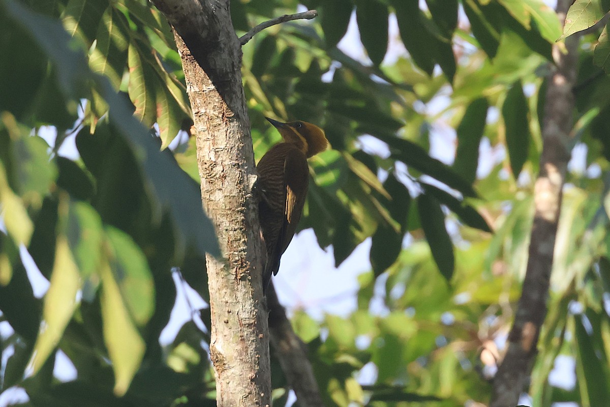 モリゲラ - ML644490442