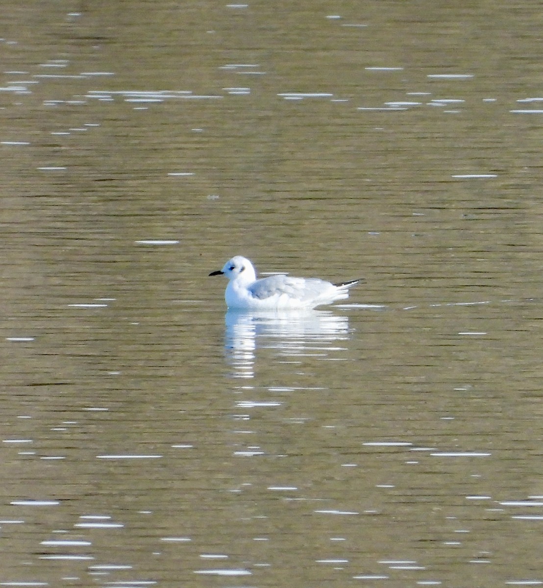 Bonaparte's Gull - ML644490445