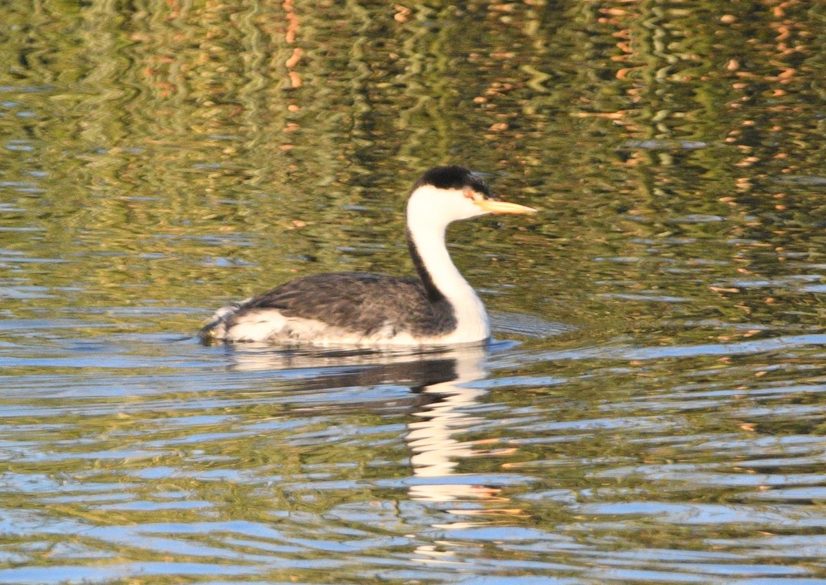 Grèbe à face blanche - ML644490446