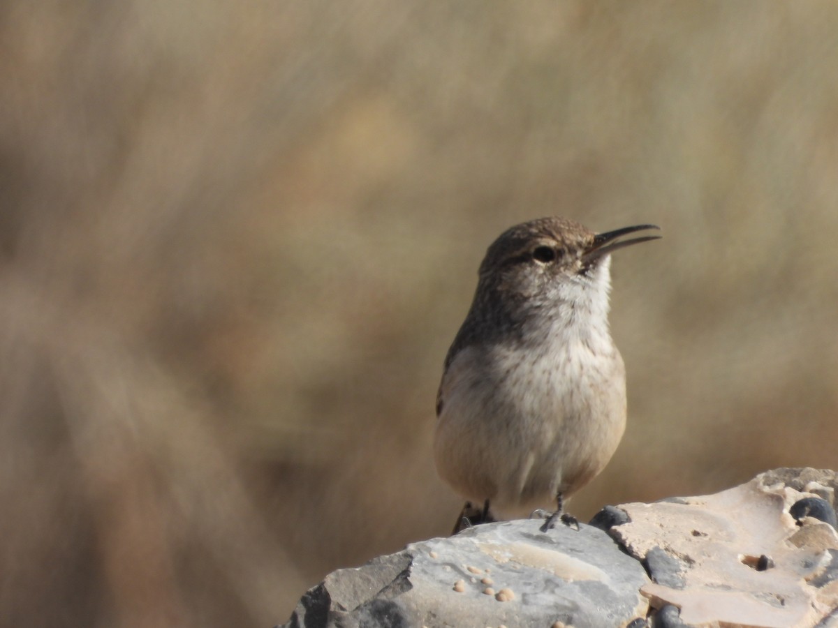 Rock Wren - ML644490447