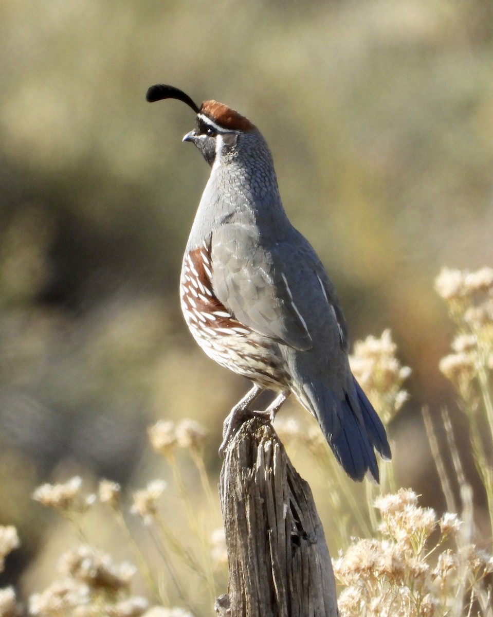 Gambel's Quail - ML644490449