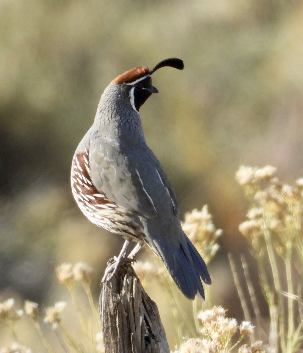 Gambel's Quail - ML644490450