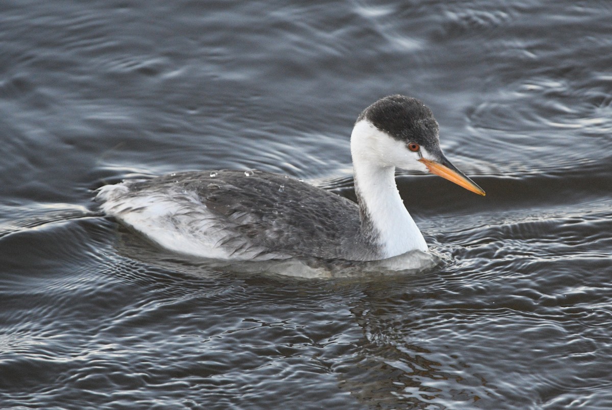 Grèbe à face blanche - ML644490455