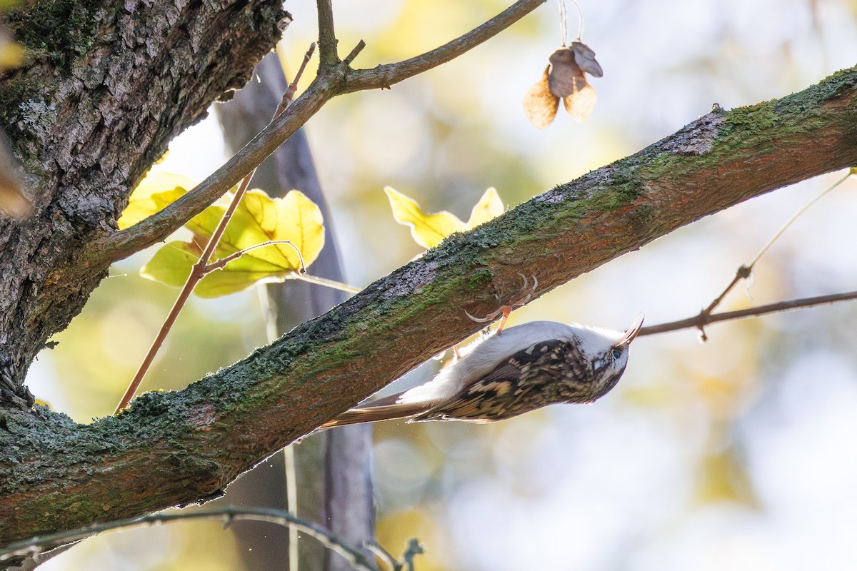 trekryper - ML644490456