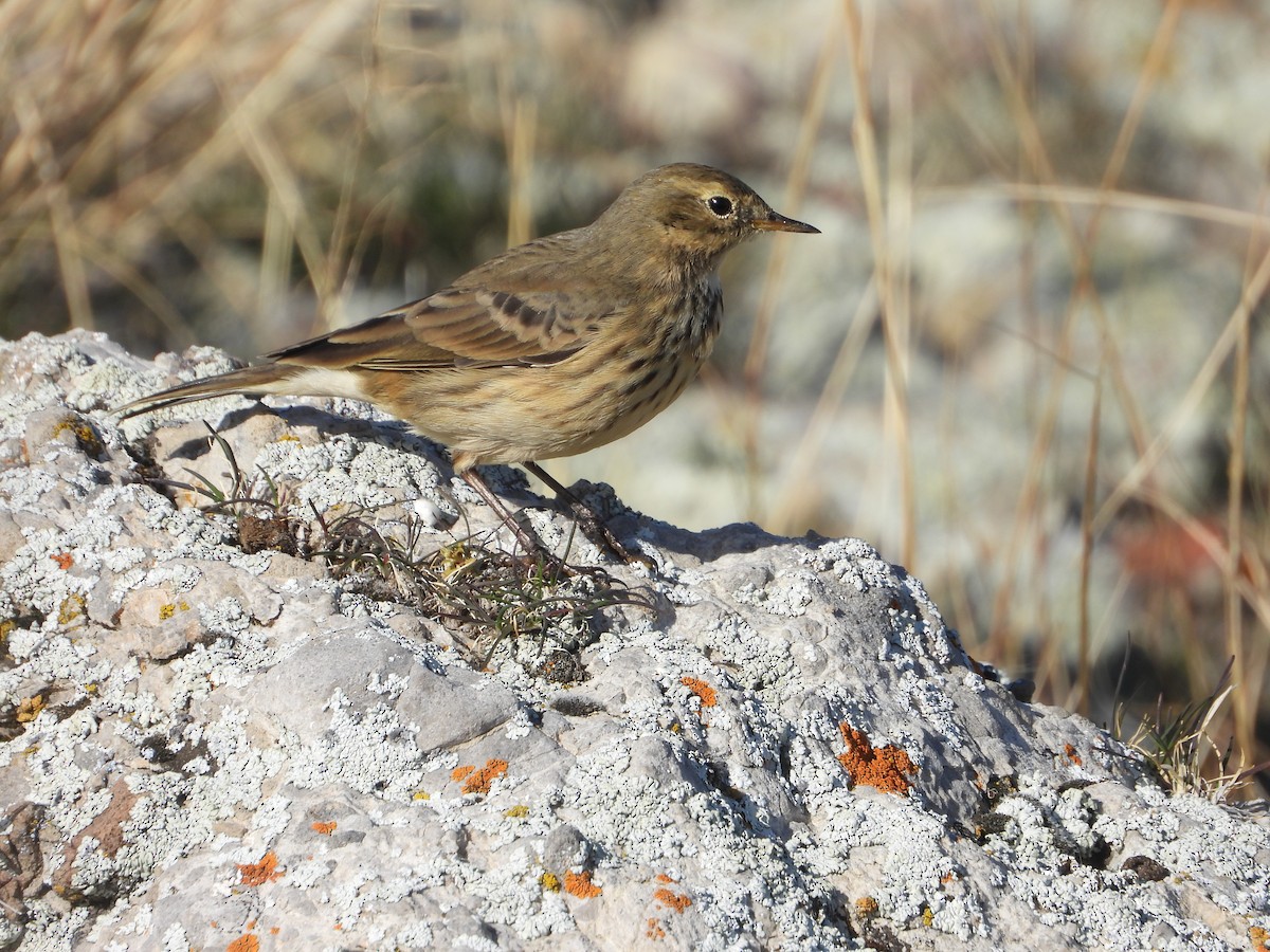 American Pipit - ML644490459