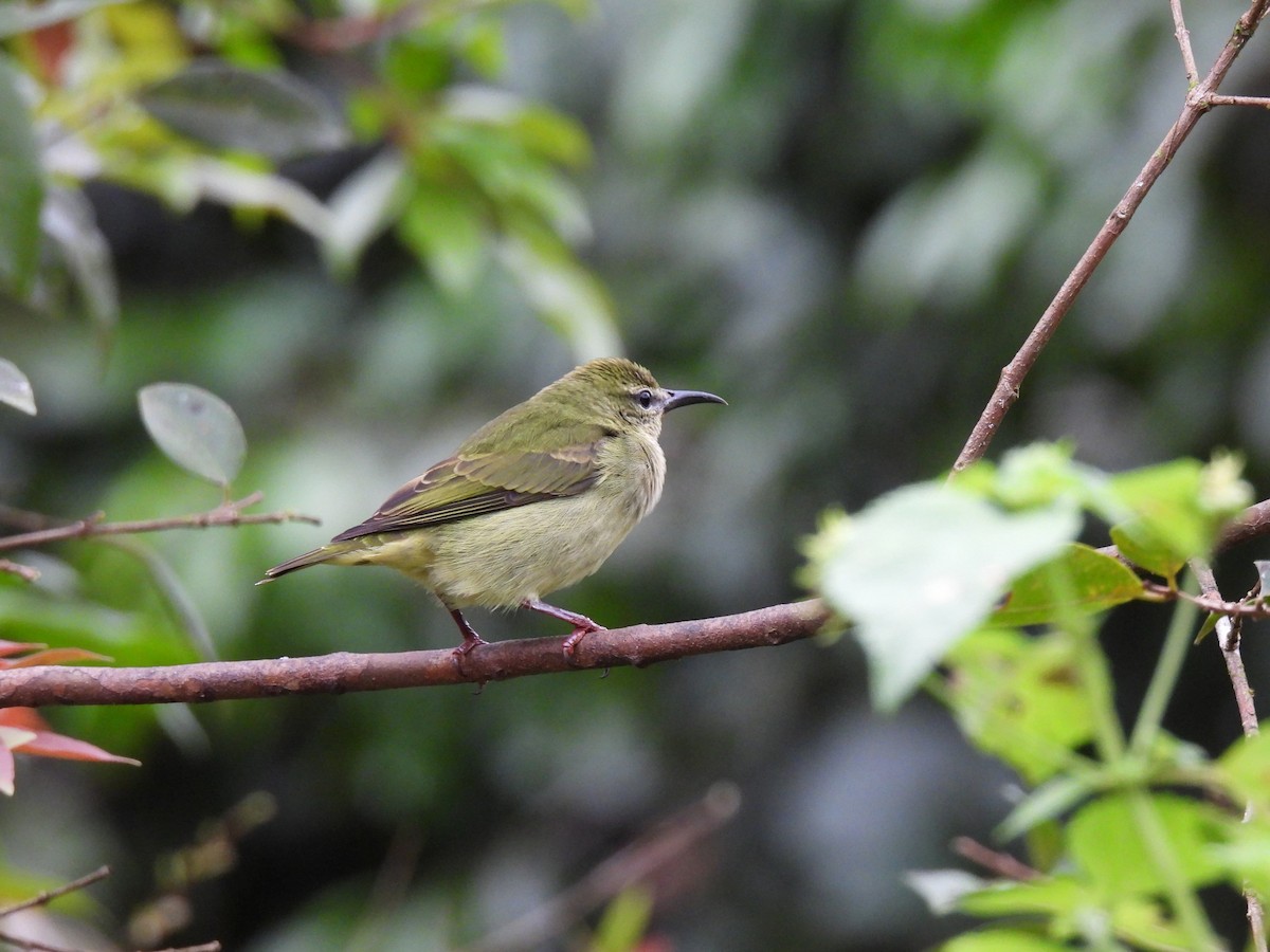 Kırmızı Bacaklı Balkuşu - ML644490461