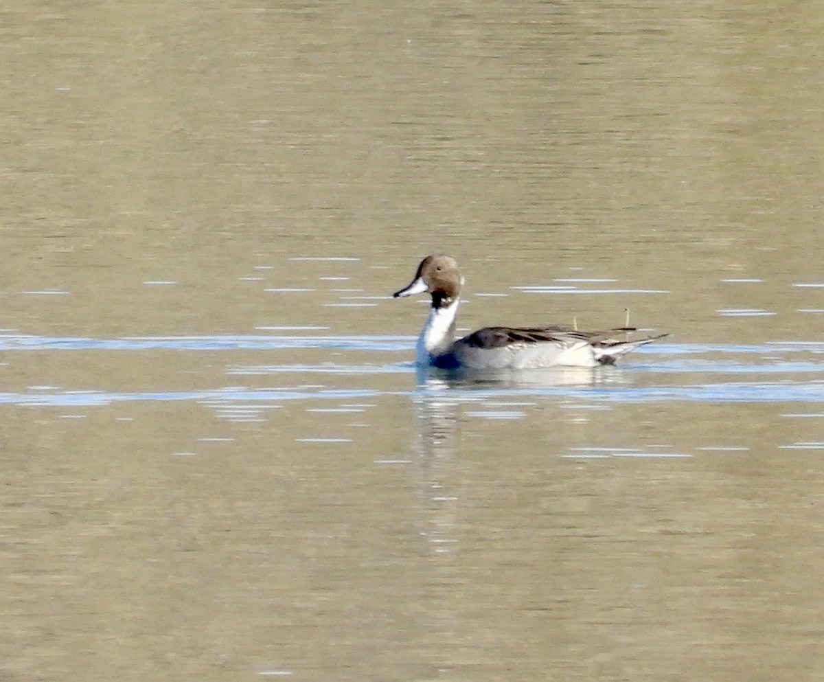 Шовтгор алаг нугас - ML644490462
