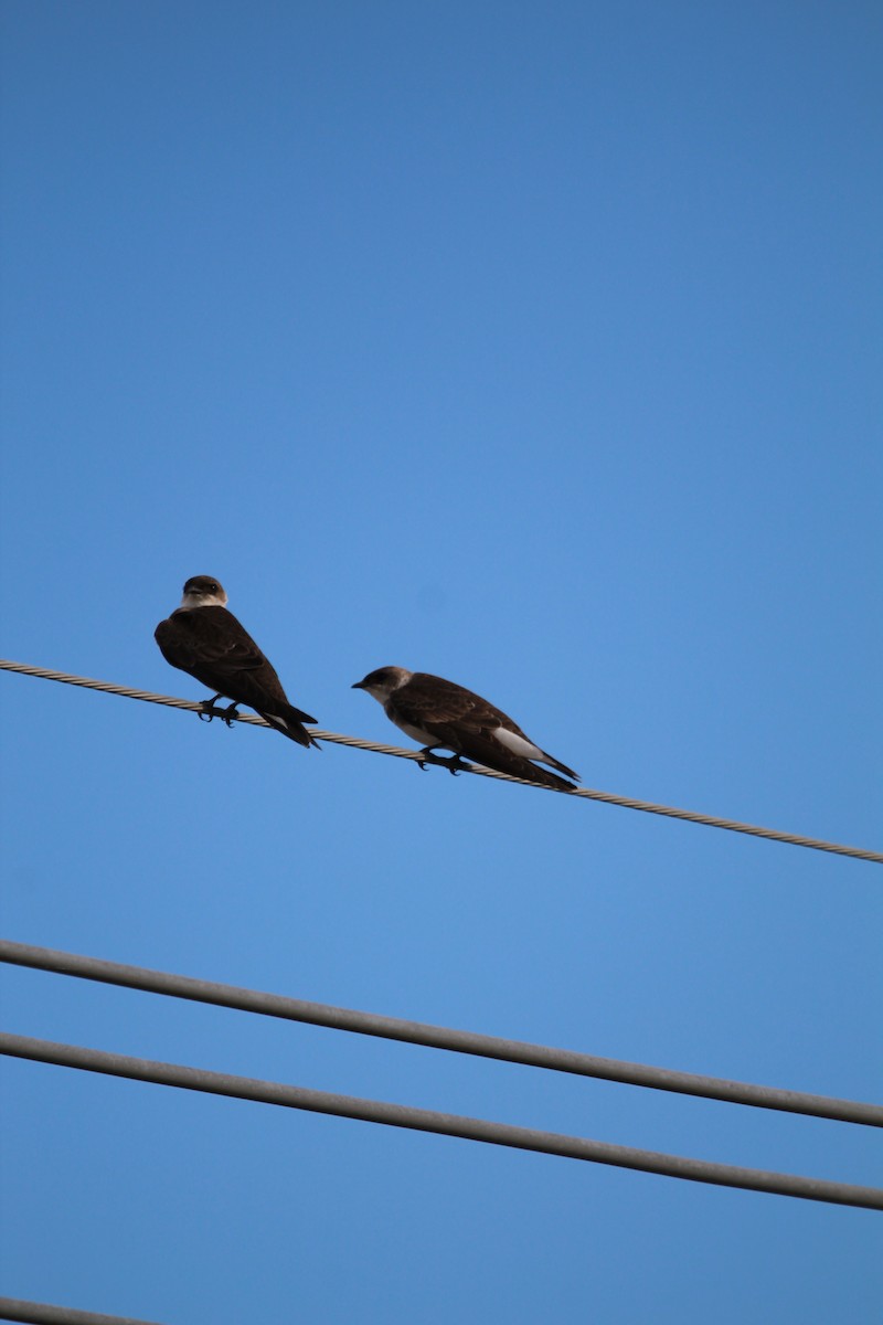 Brown-chested Martin - ML644490464