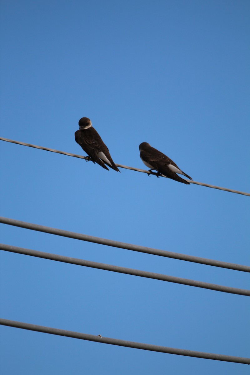 Brown-chested Martin - ML644490465