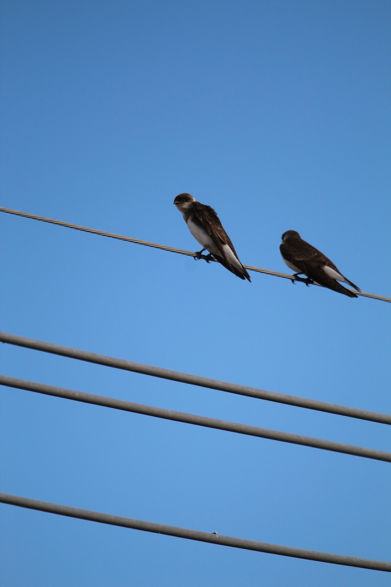 Brown-chested Martin - ML644490466