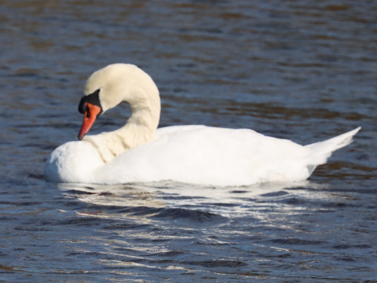 labuť velká - ML644490468