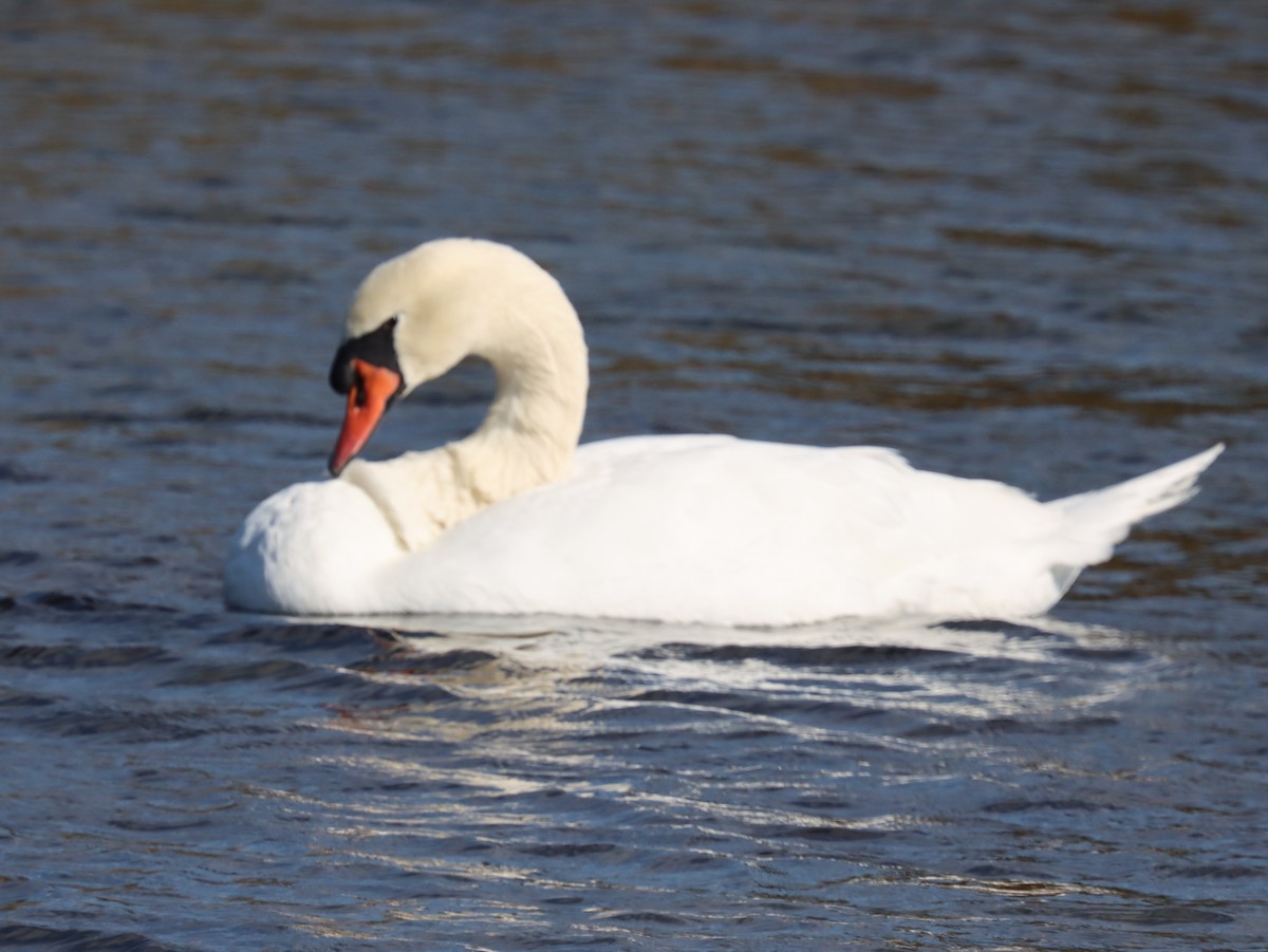 labuť velká - ML644490470