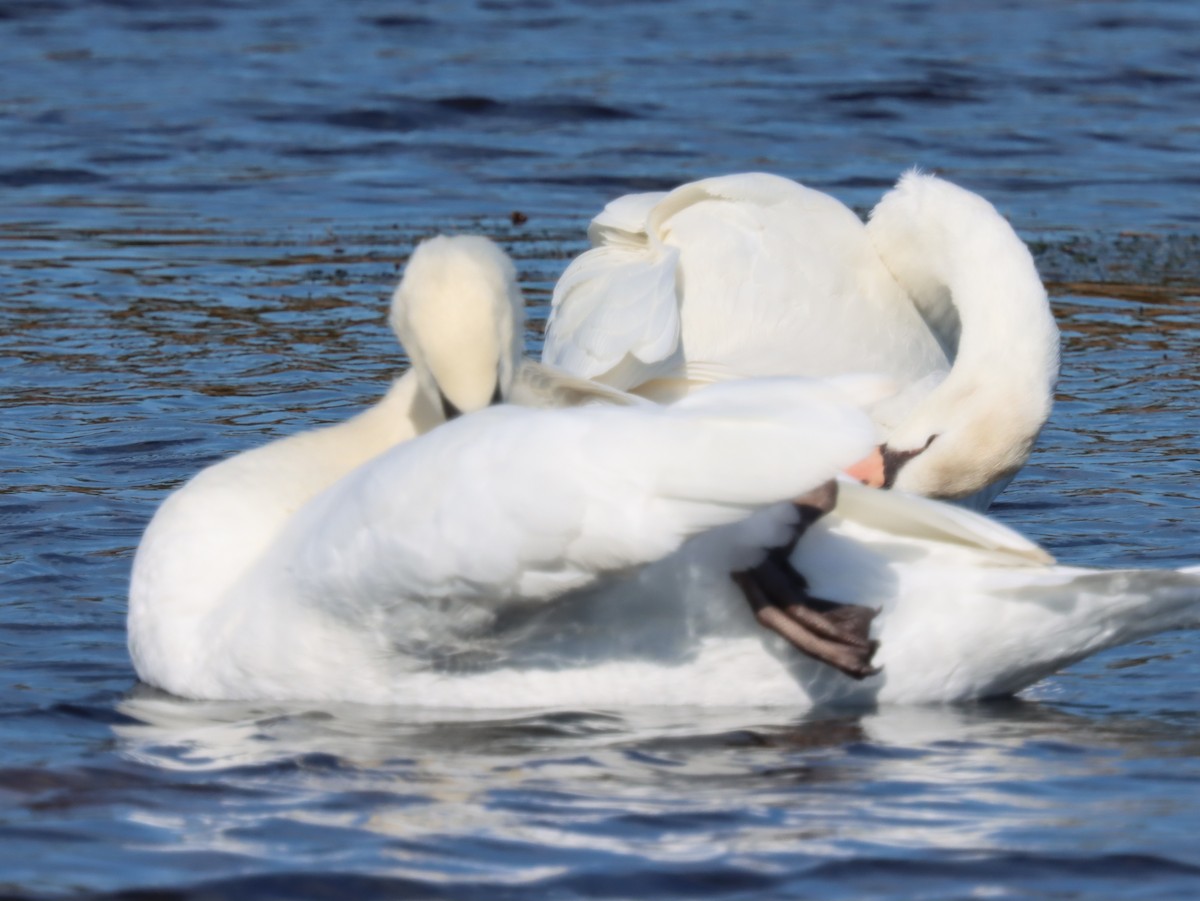 labuť velká - ML644490471