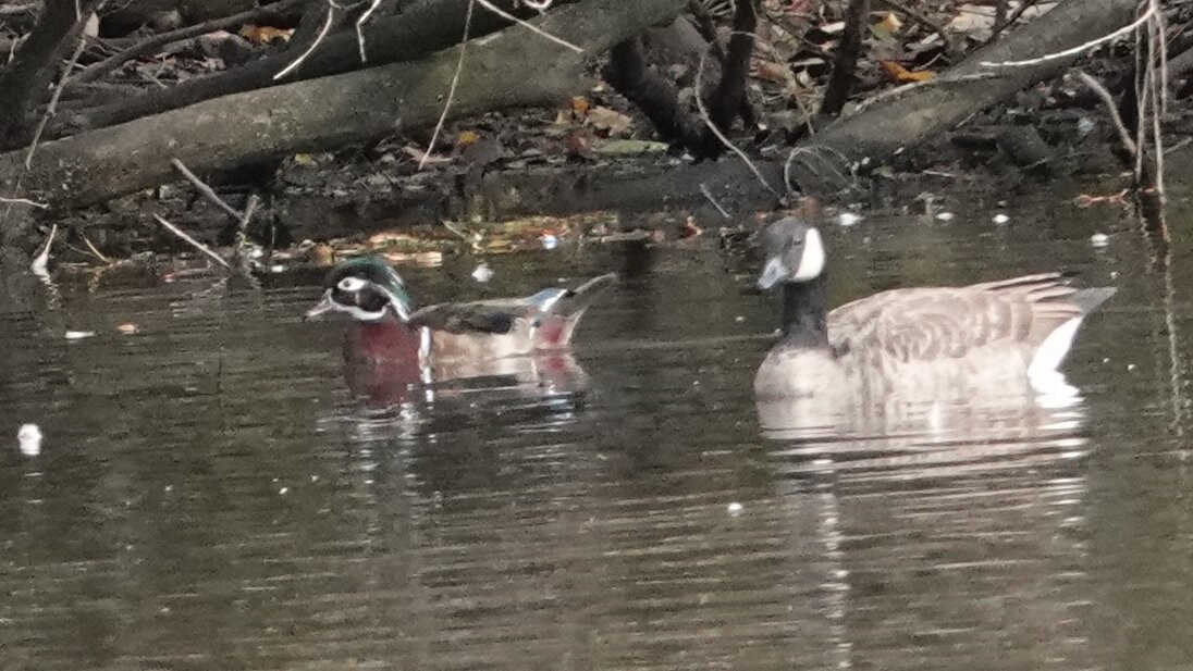 Brautente - ML644490472