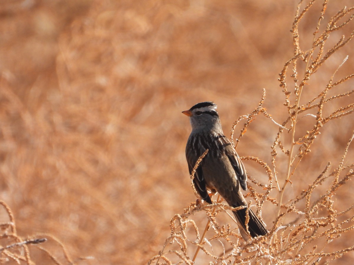White-crowned Sparrow - ML644490477