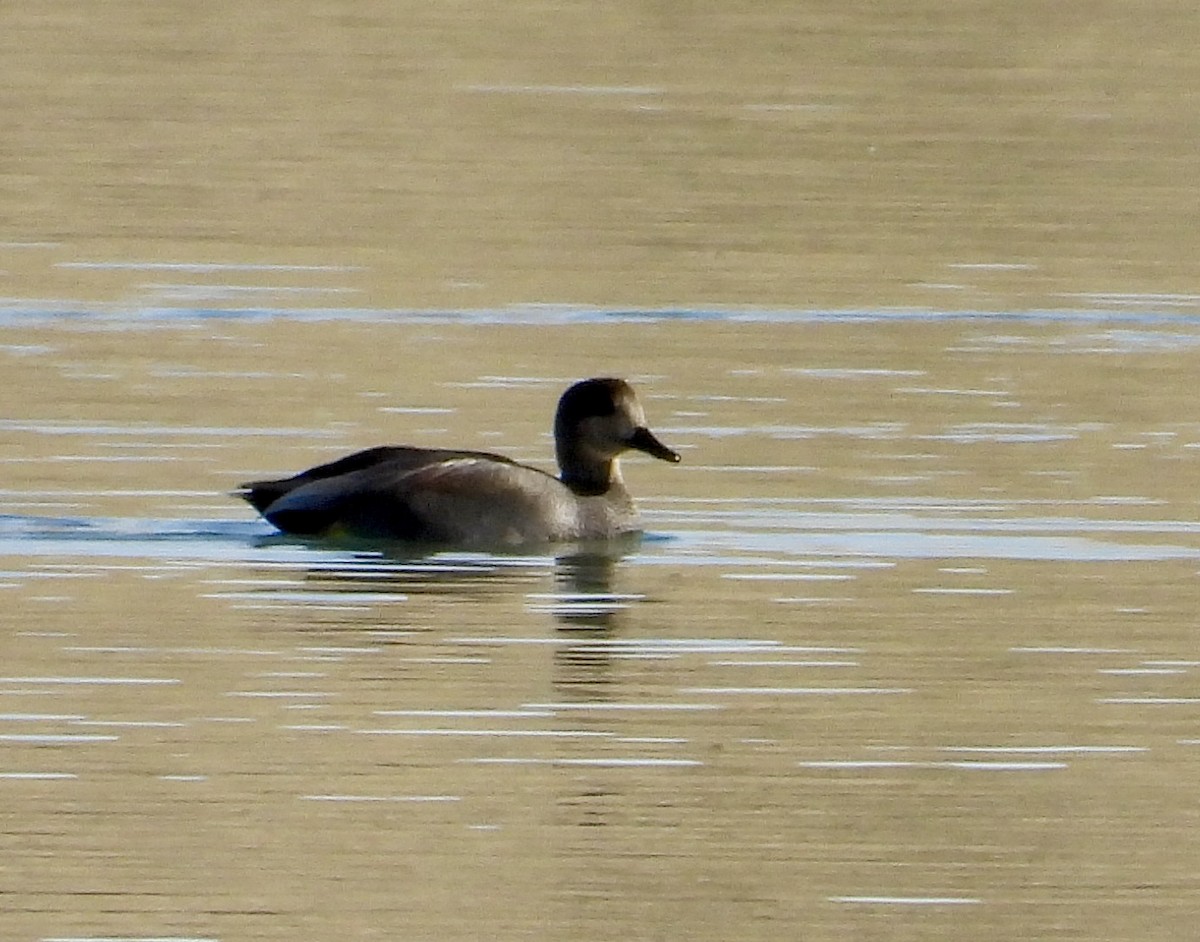 Бор нугас - ML644490478