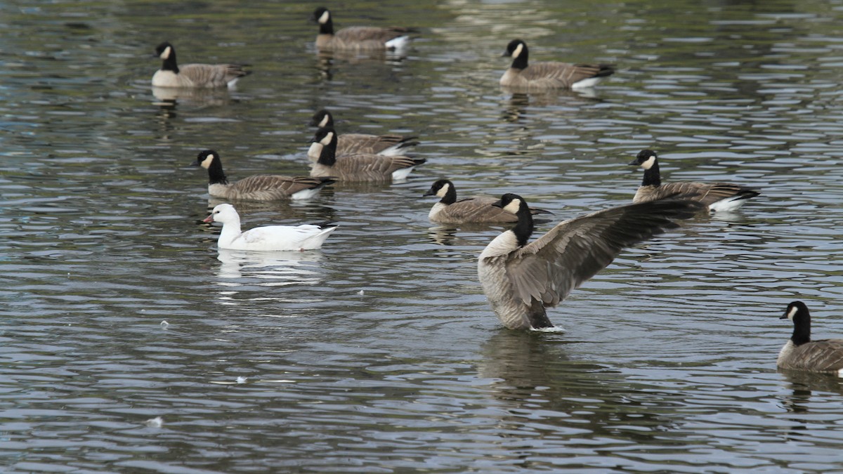 berneška malá - ML644490496