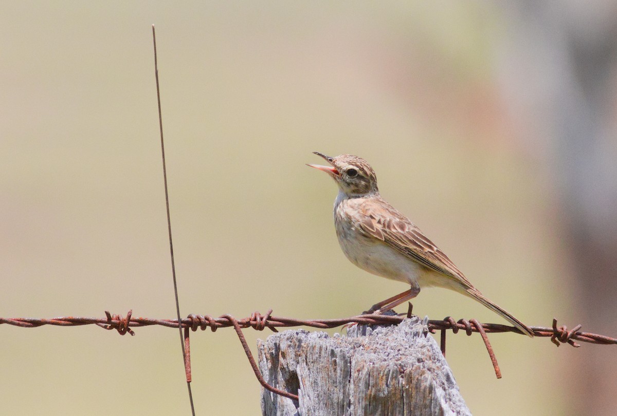 Australian Pipit - ML644490497
