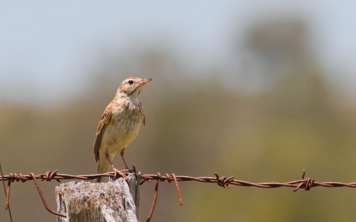 Australian Pipit - ML644490500