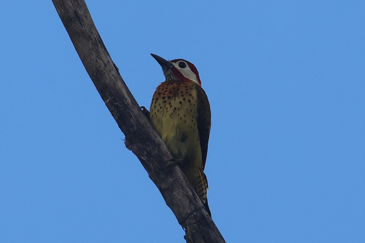 Spot-breasted Woodpecker - ML644490510