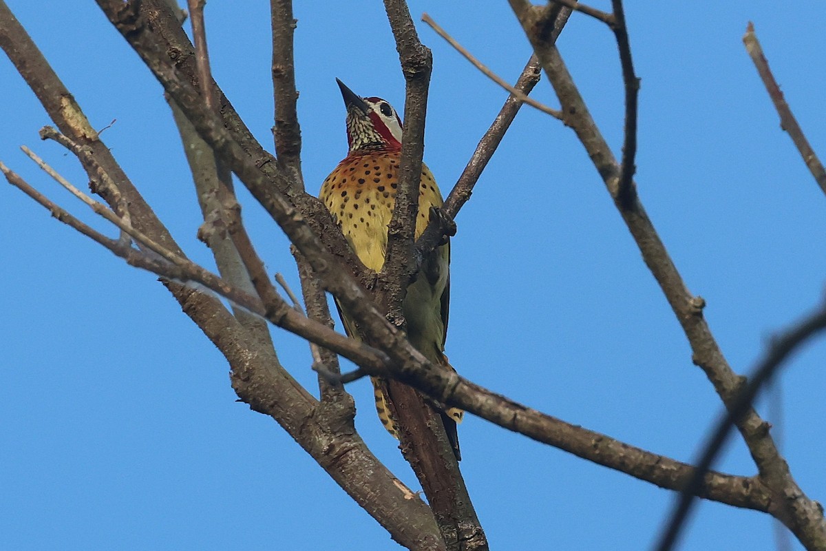 Spot-breasted Woodpecker - ML644490511