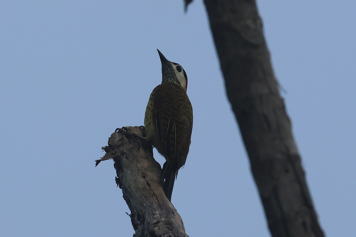 Spot-breasted Woodpecker - ML644490513