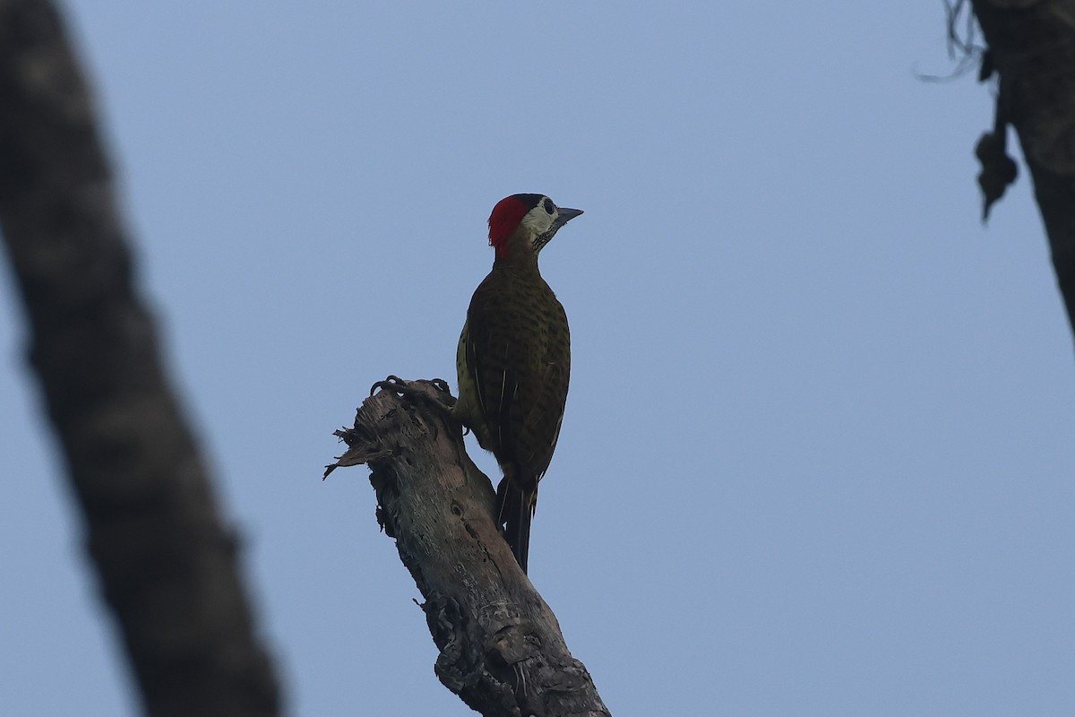 Spot-breasted Woodpecker - ML644490514