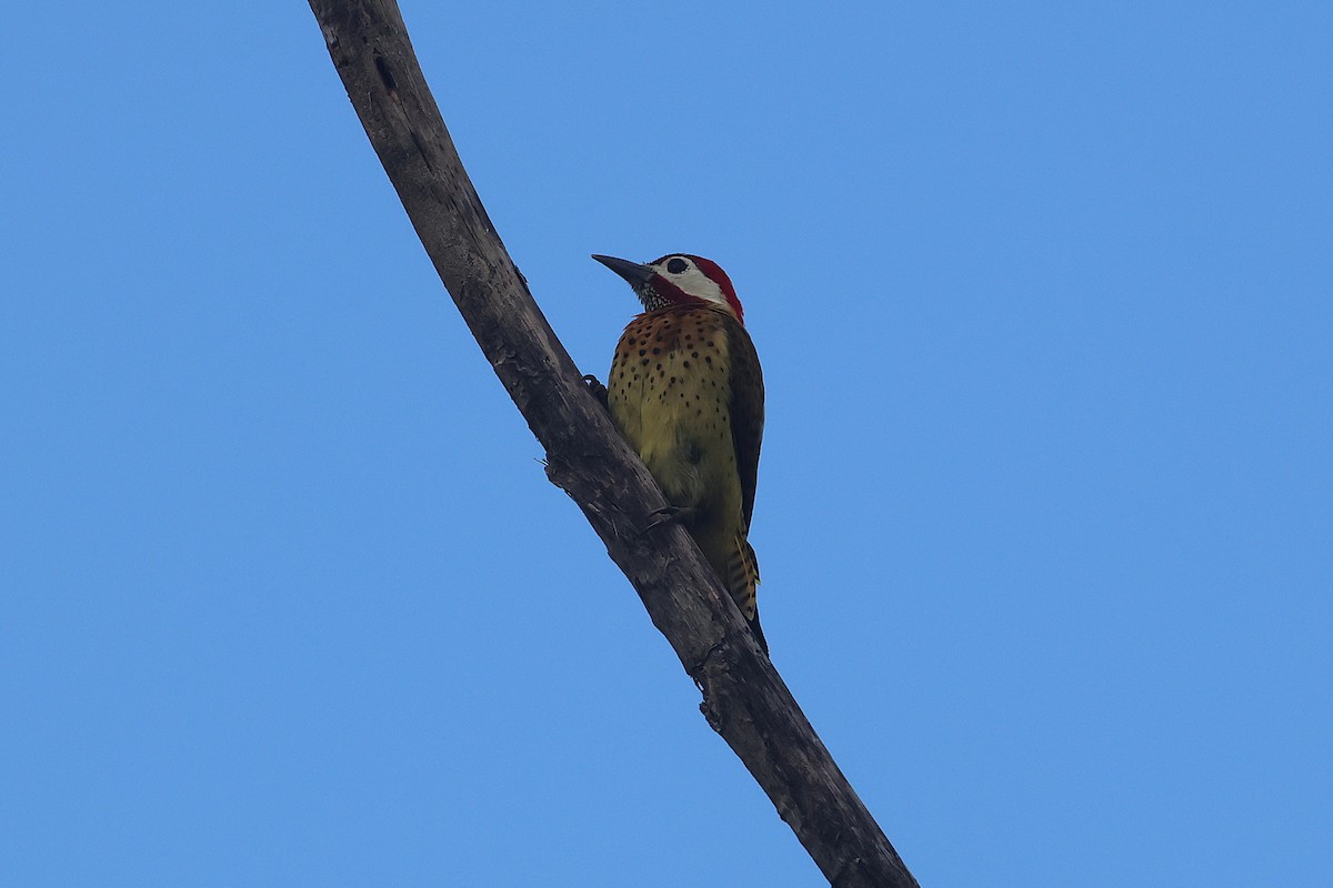 Spot-breasted Woodpecker - ML644490515