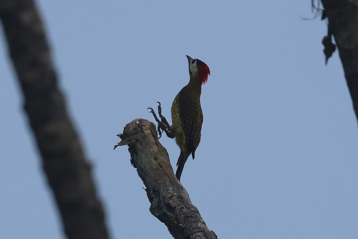 Spot-breasted Woodpecker - ML644490516