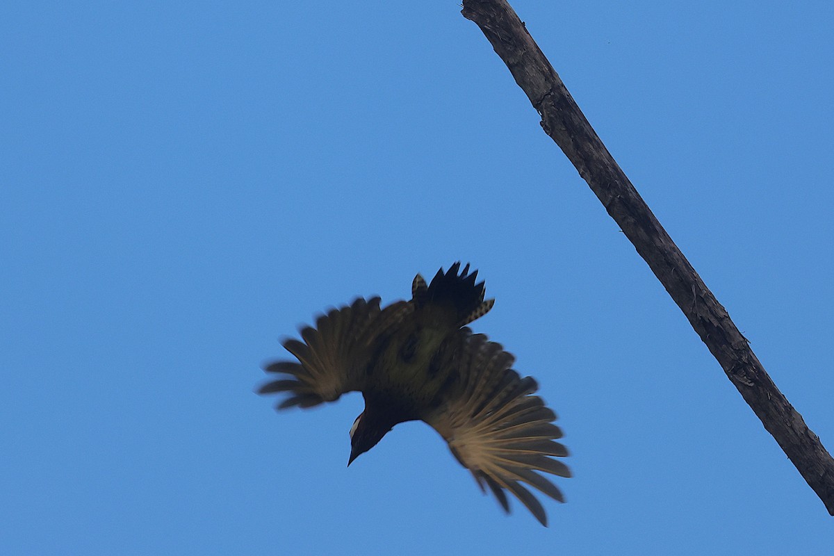 Spot-breasted Woodpecker - ML644490517