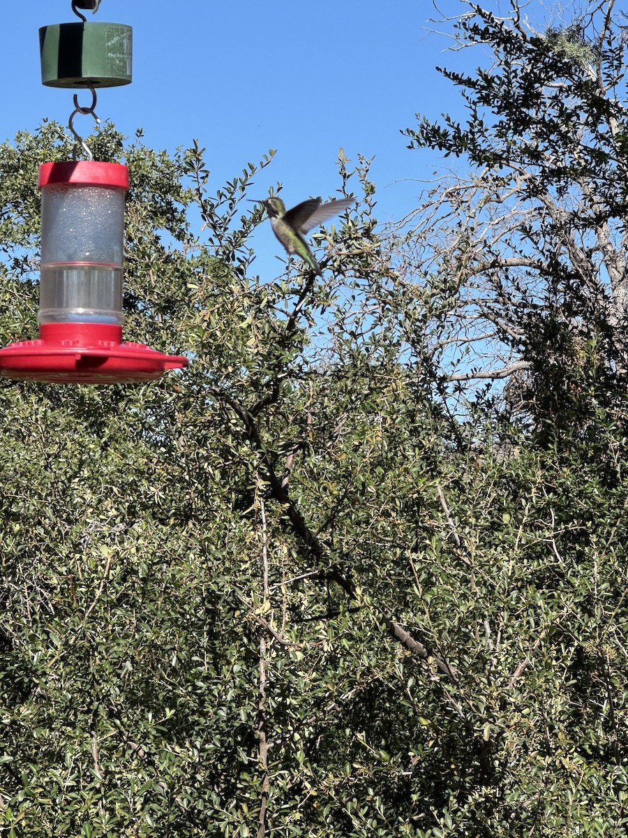 Costa's Hummingbird - ML644490519