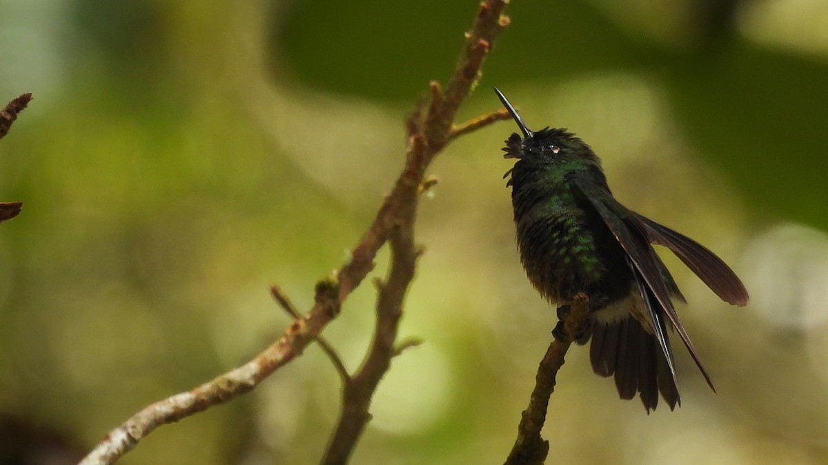 Tourmaline Sunangel - ML644490522