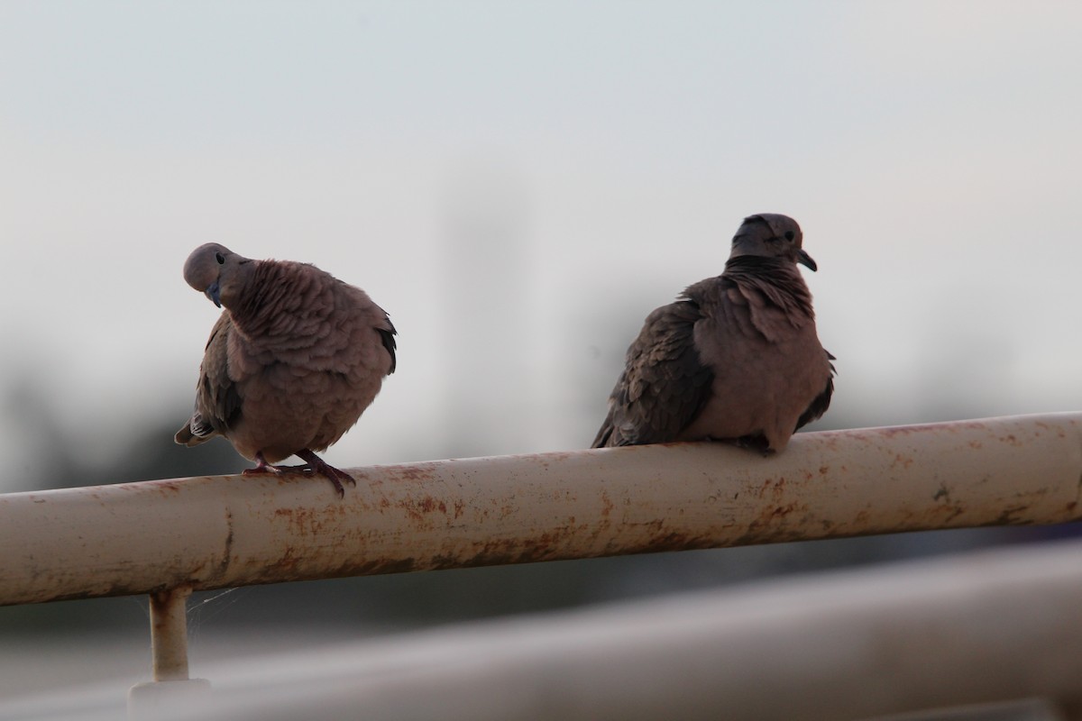 Eared Dove - ML644490533