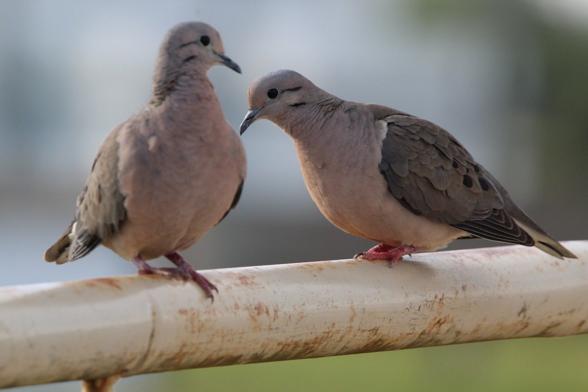 Eared Dove - ML644490534