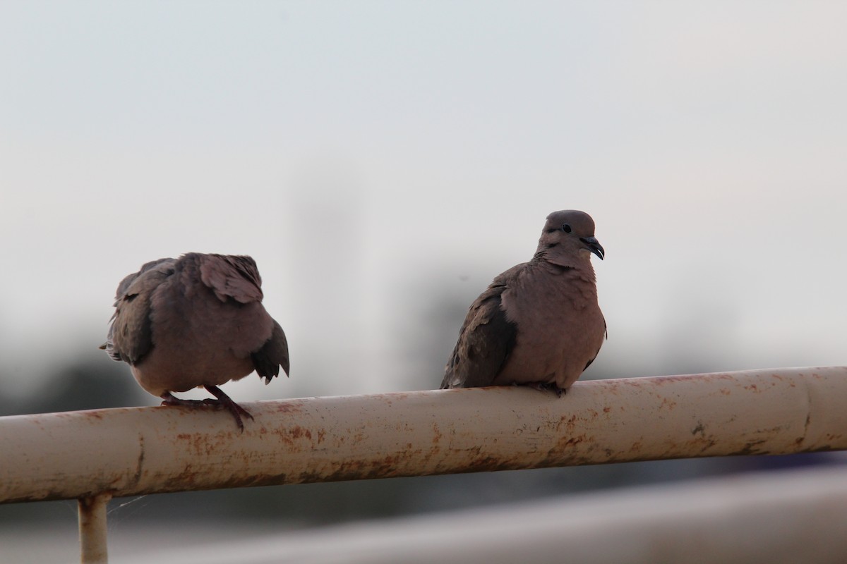 Eared Dove - ML644490535
