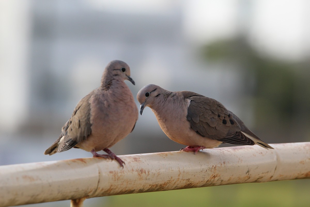 Eared Dove - ML644490536