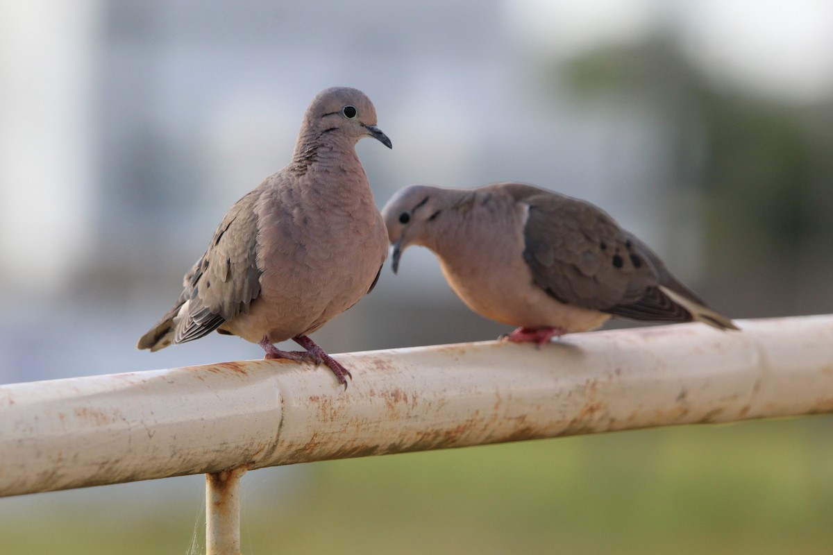 Eared Dove - ML644490537