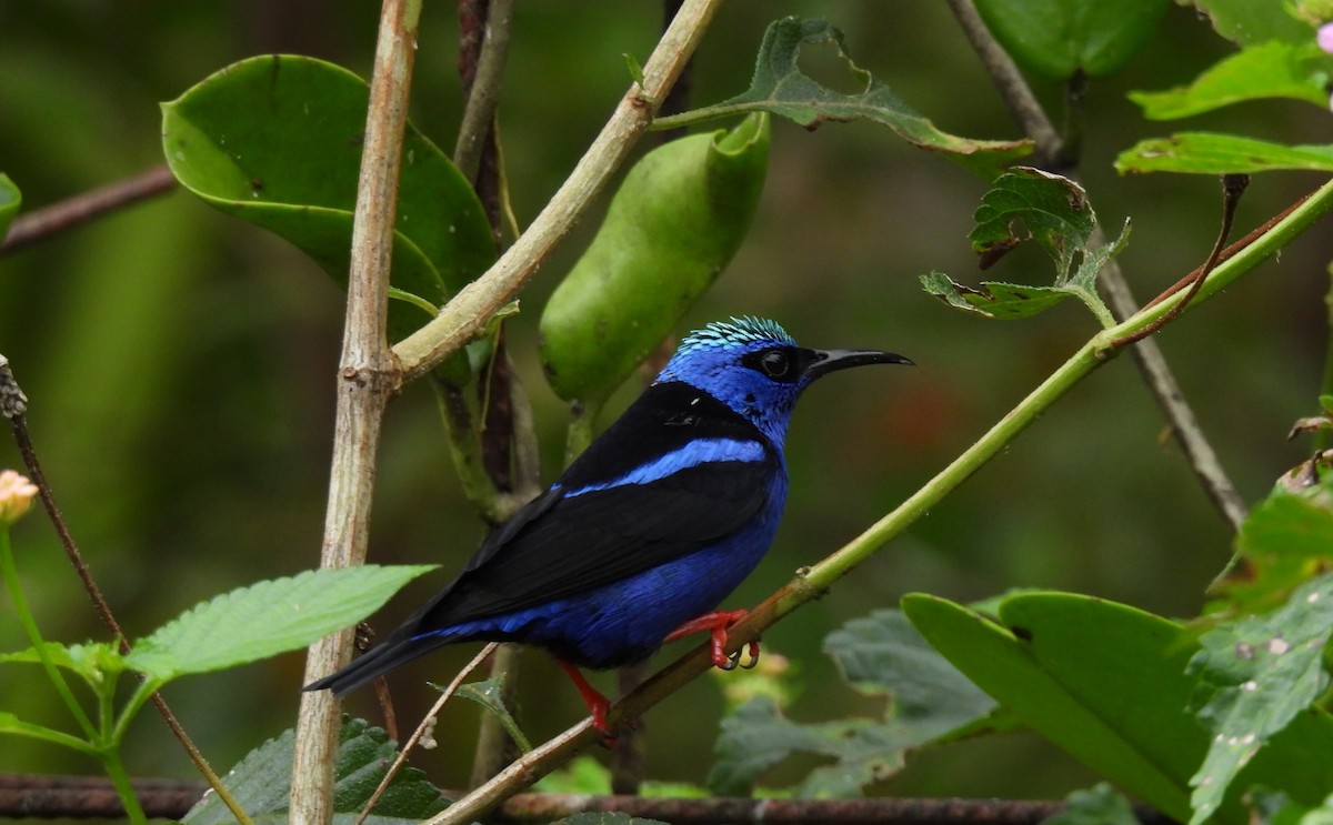 Kırmızı Bacaklı Balkuşu - ML644490538