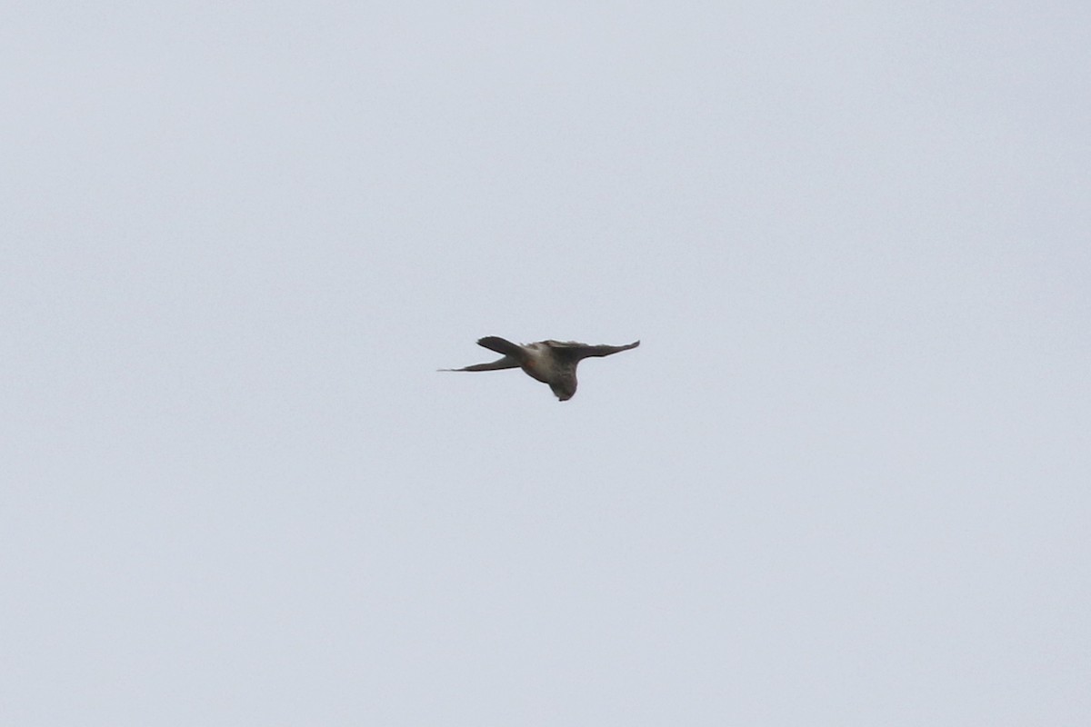 Gheppio - ML644490543