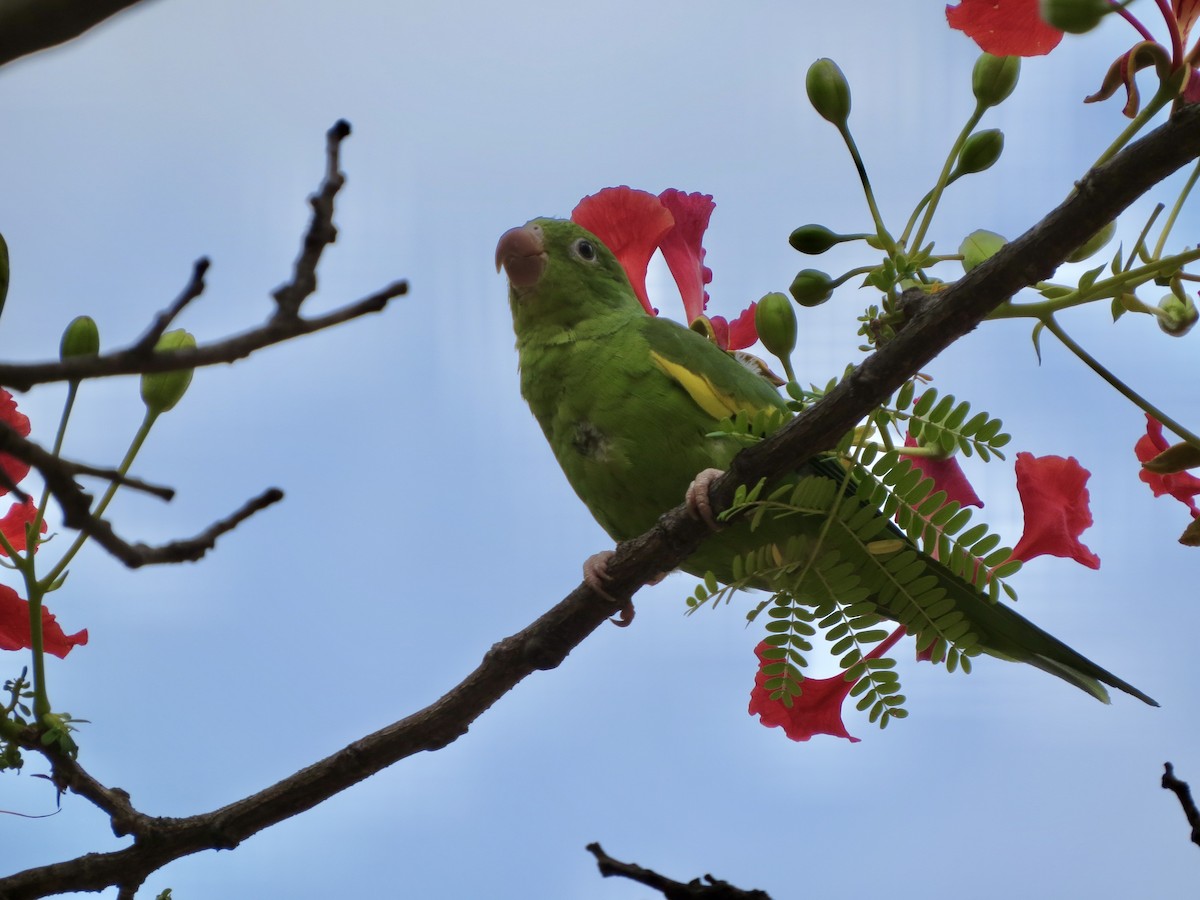 Yellow-chevroned Parakeet - ML644490550