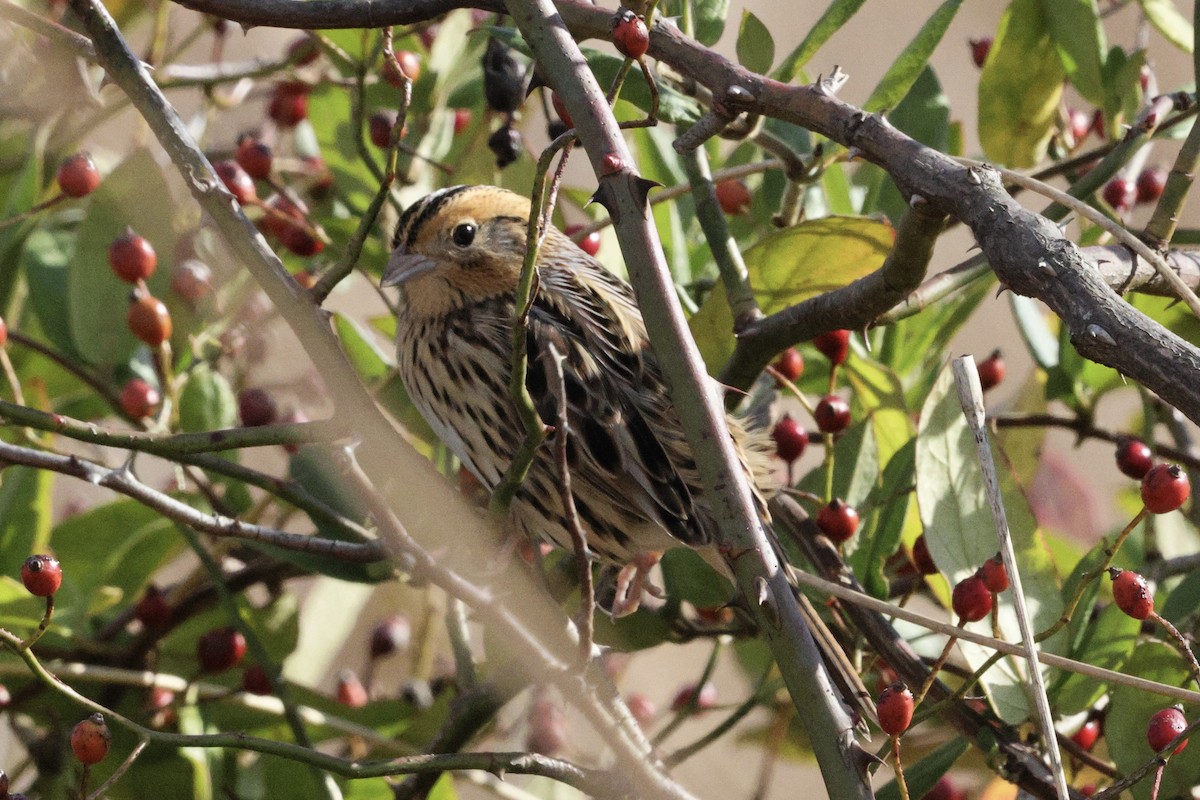 LeConte's Sparrow - ML644490551