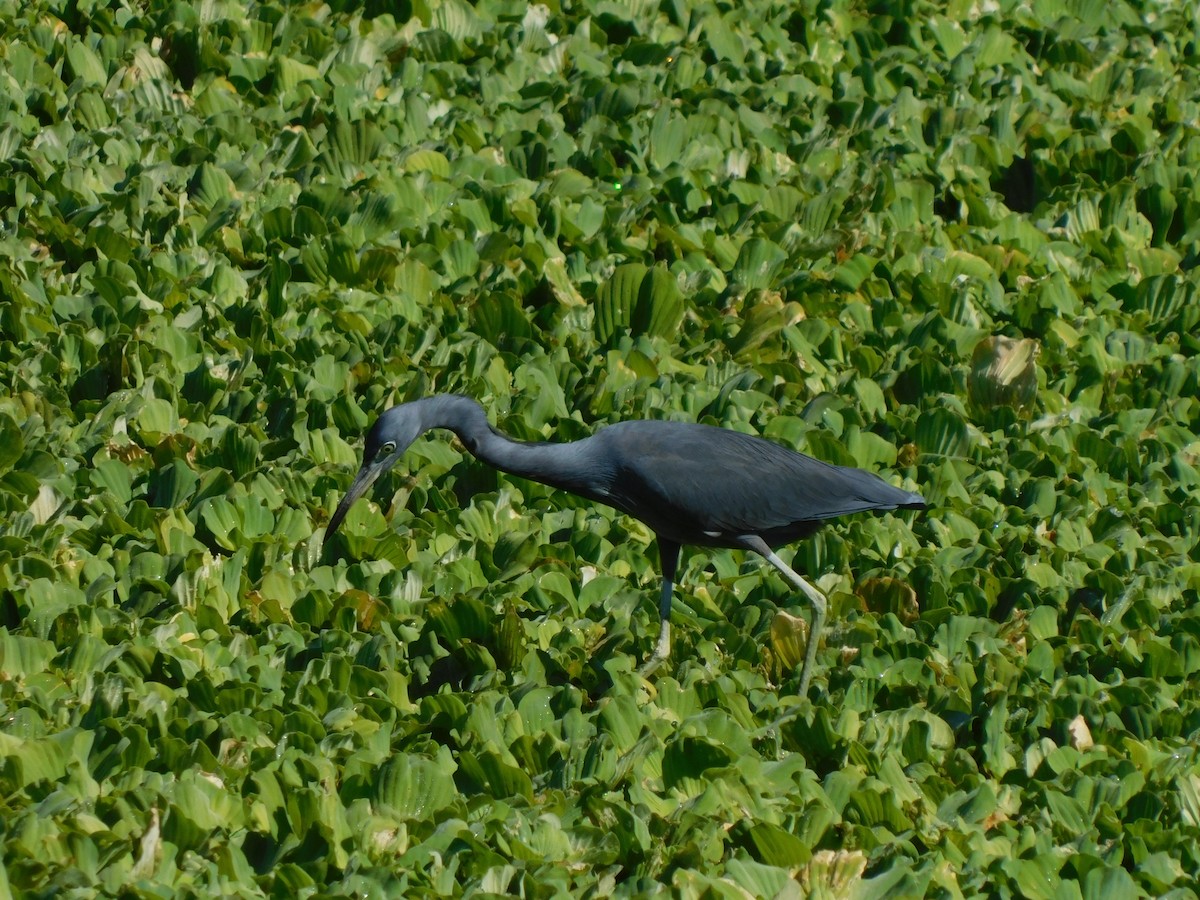 Garceta Azul - ML644490555