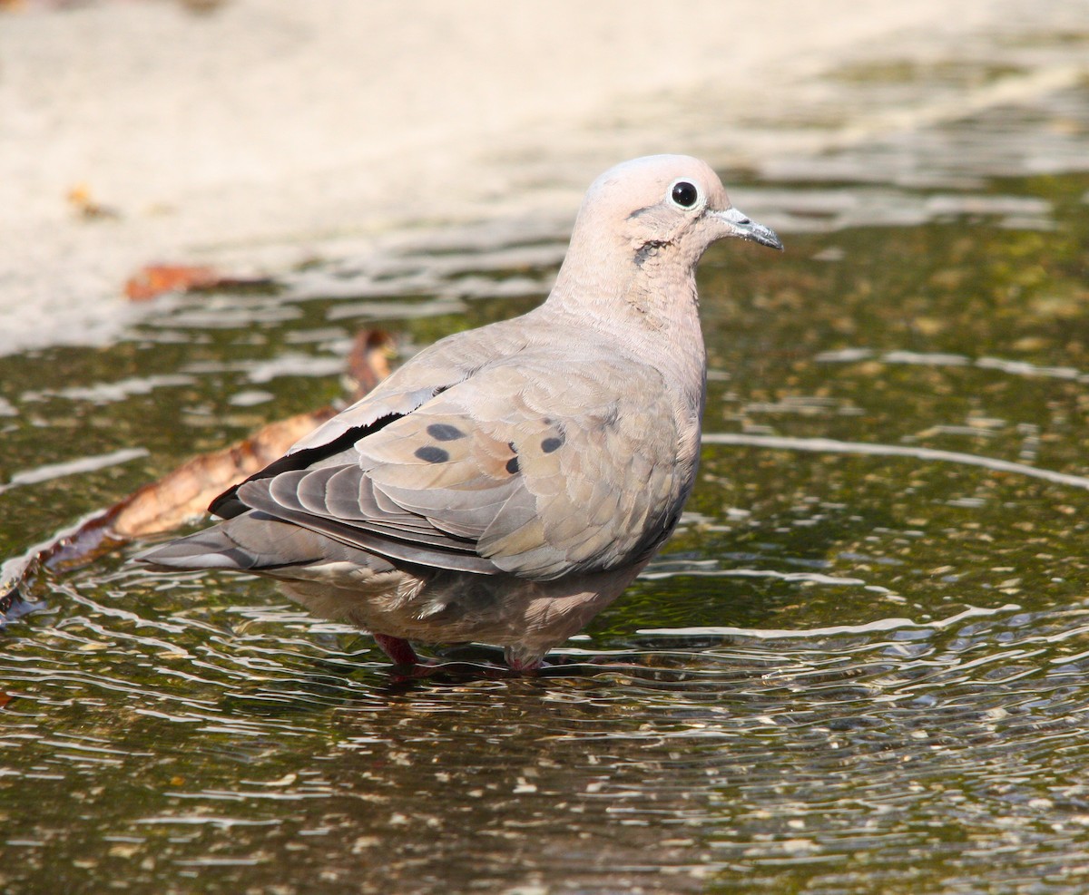 Eared Dove - ML644490556