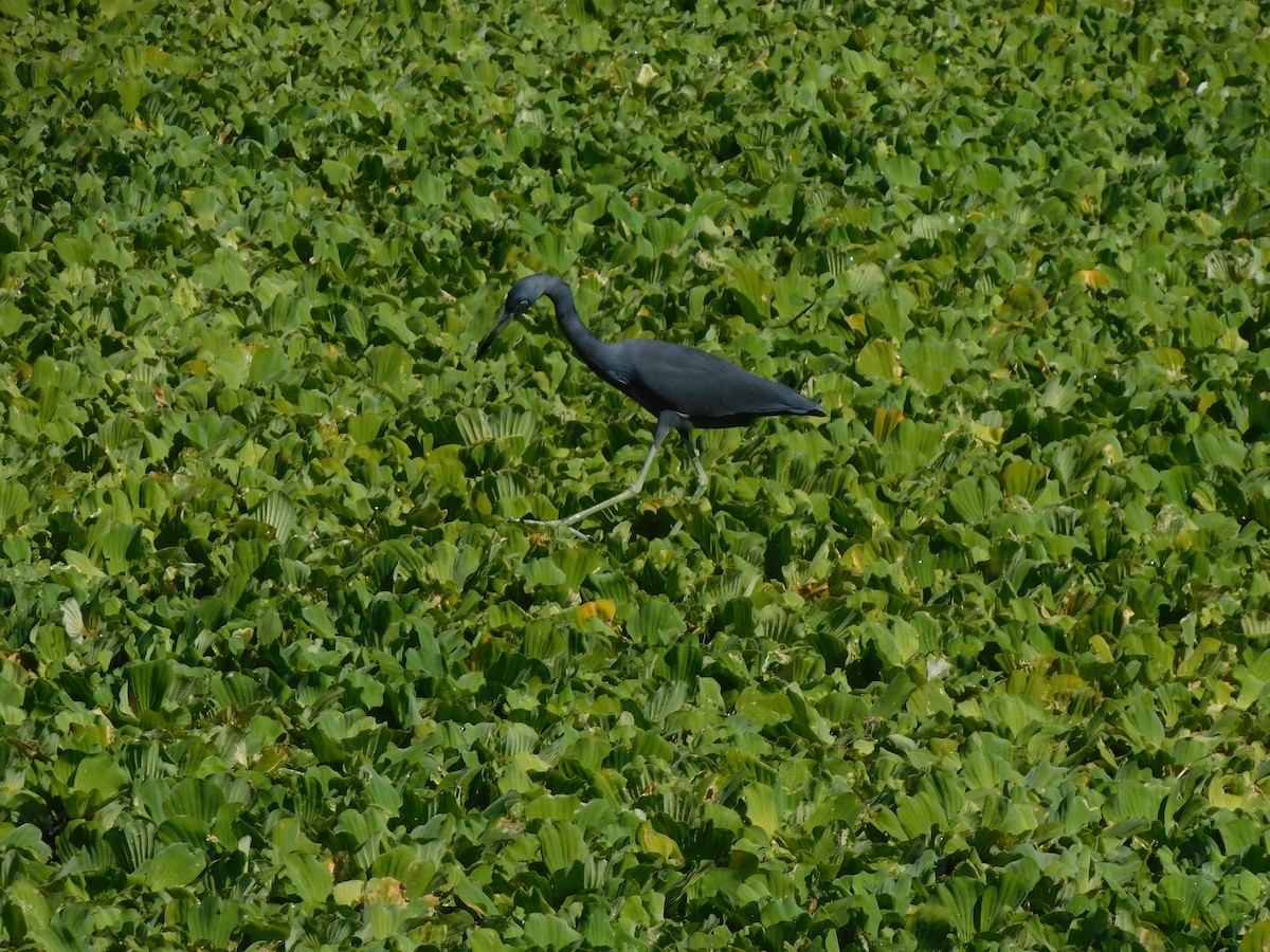 Garceta Azul - ML644490560