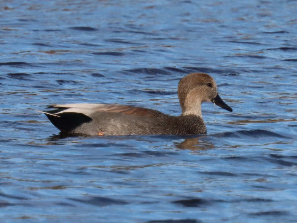 Gadwall - ML644490561