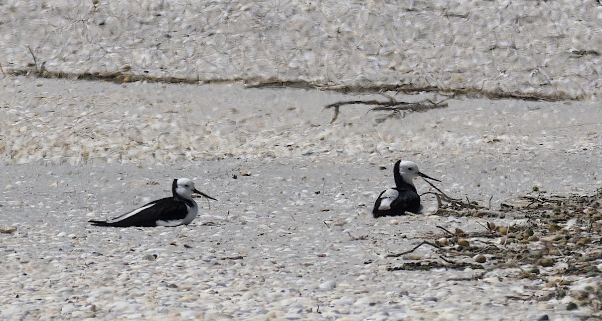 オーストラリアセイタカシギ - ML644490564