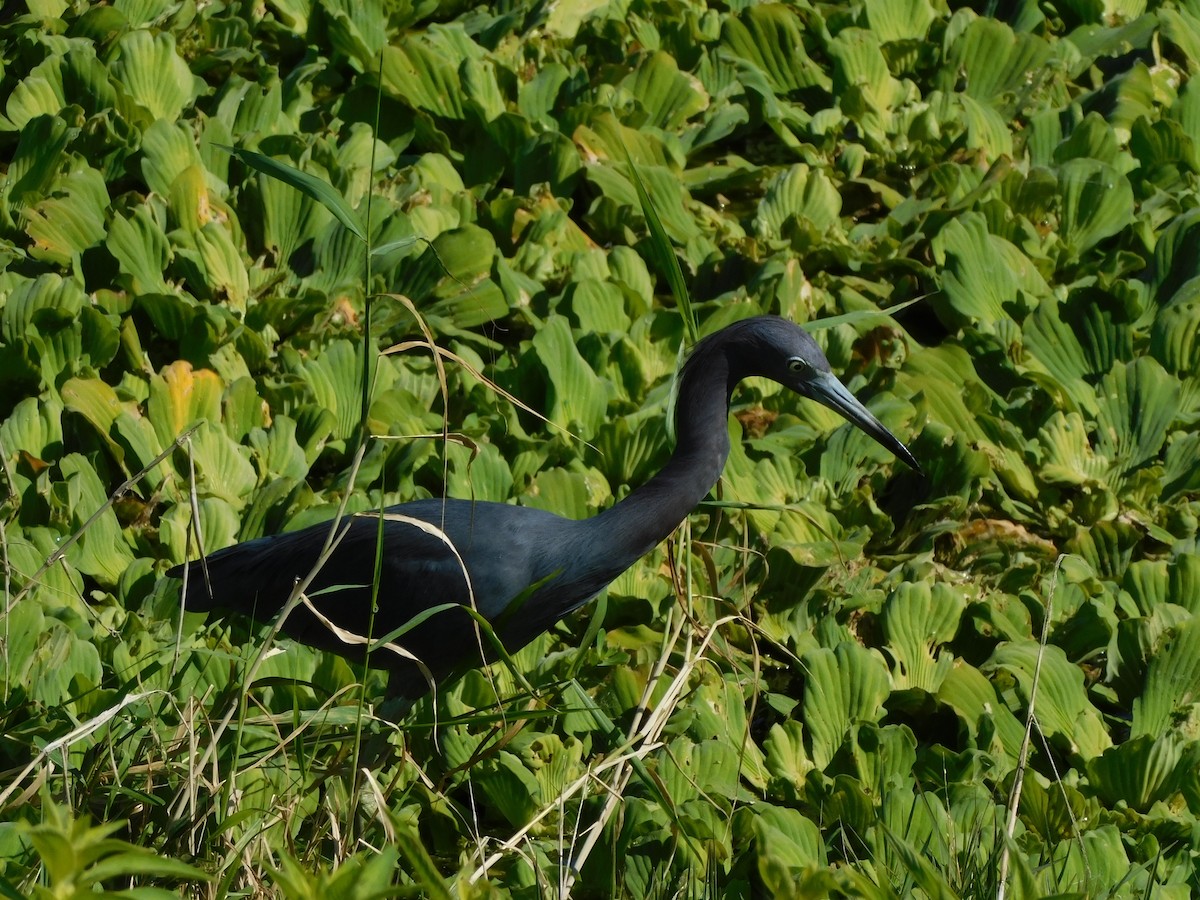 Garceta Azul - ML644490568